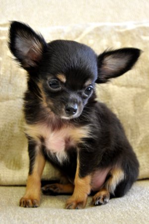 chihuahua puppies pictures. Teacup Chihuahua Puppies