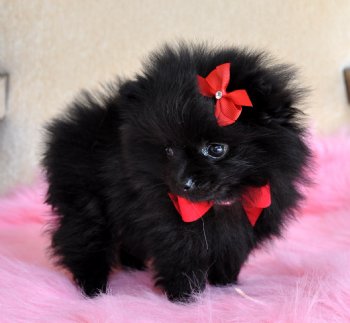 Teacup Puppies For Sale Florida Puppies For Sale Tampa Puppies For Sale Orlando Teacup Puppies For Sale Miami Florida Teacup Yorkie Puppies For Sale Florida Cassie S Closet