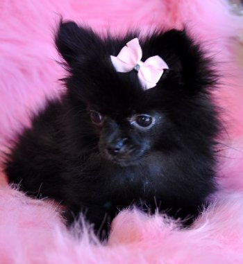 black pomeranian puppy