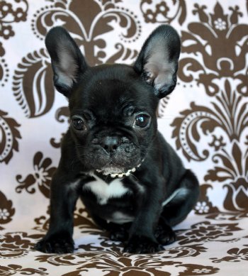 miniature french bulldog black