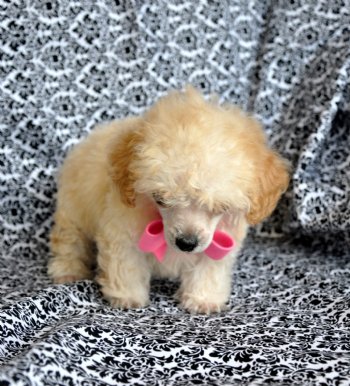 micro teacup poodle puppies