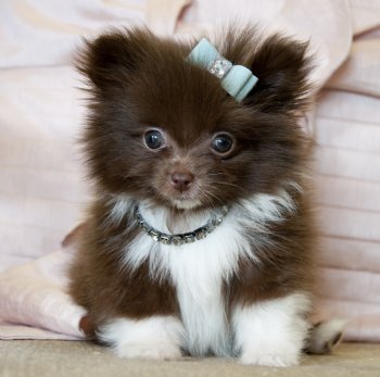 chocolate pomeranian puppy